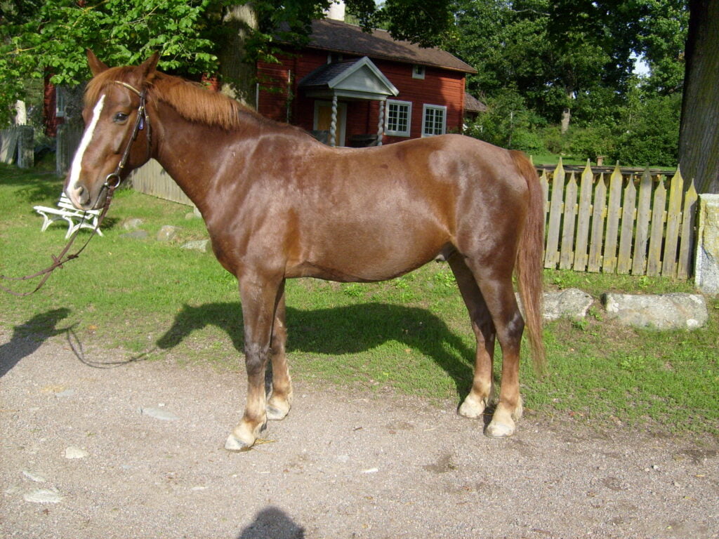 Nicen Easy 22Nisse22