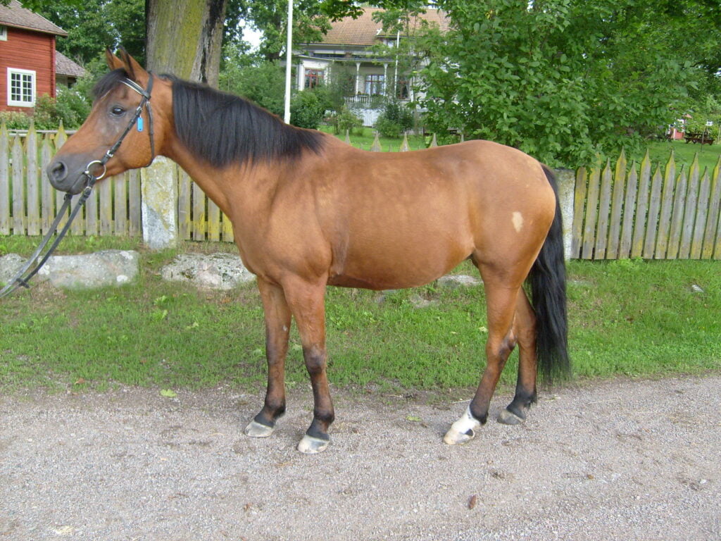 Svedens Eliza
