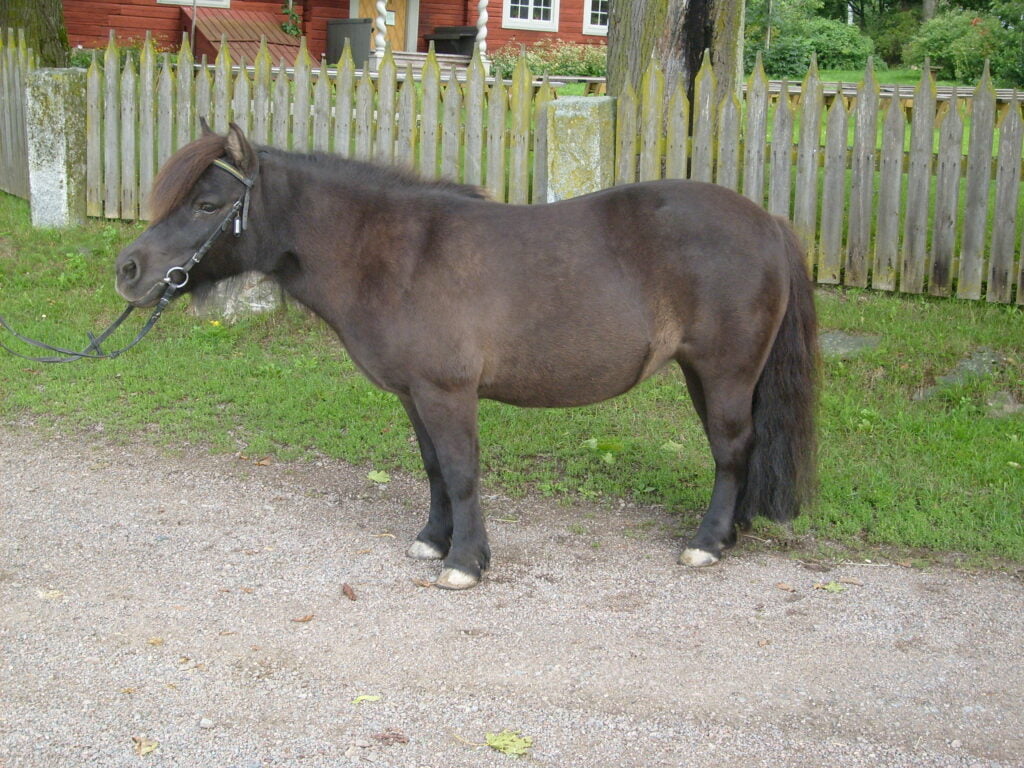 Svedens Gemmy
